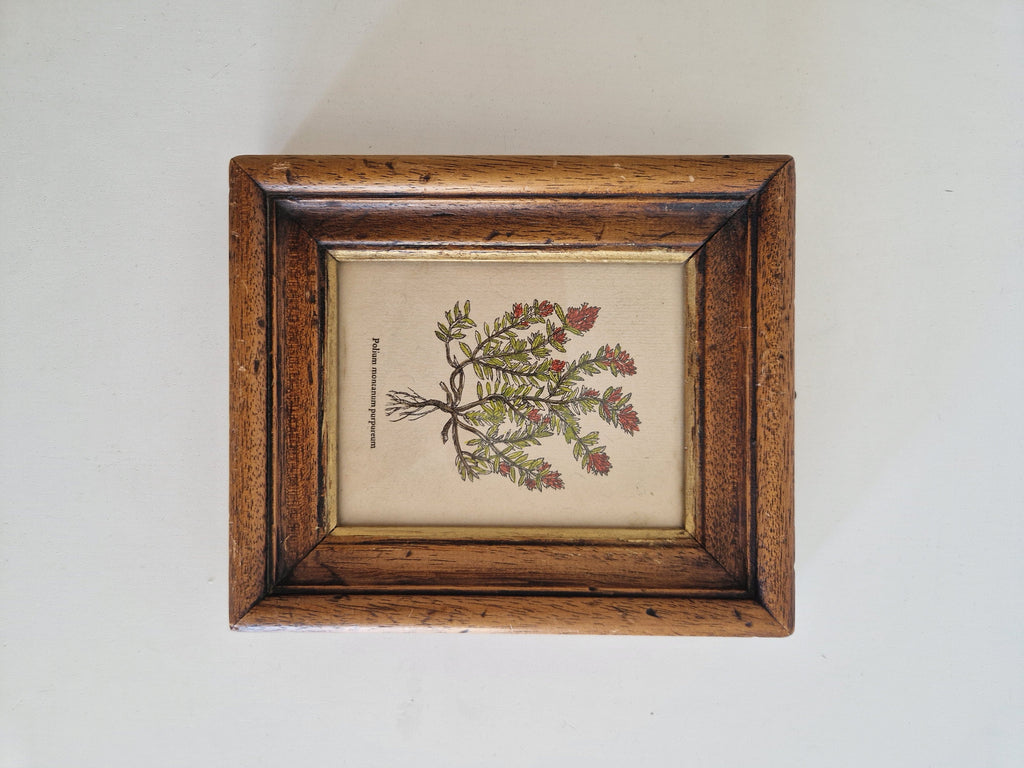 Antique botanical print Polium montanum purpureum in oak frame – front view