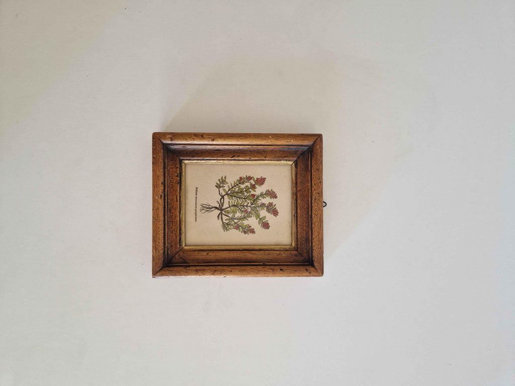Antique Botanical Print Wall Art - Hand-Coloured Polium montanum Purpureum in Original Oak Frame