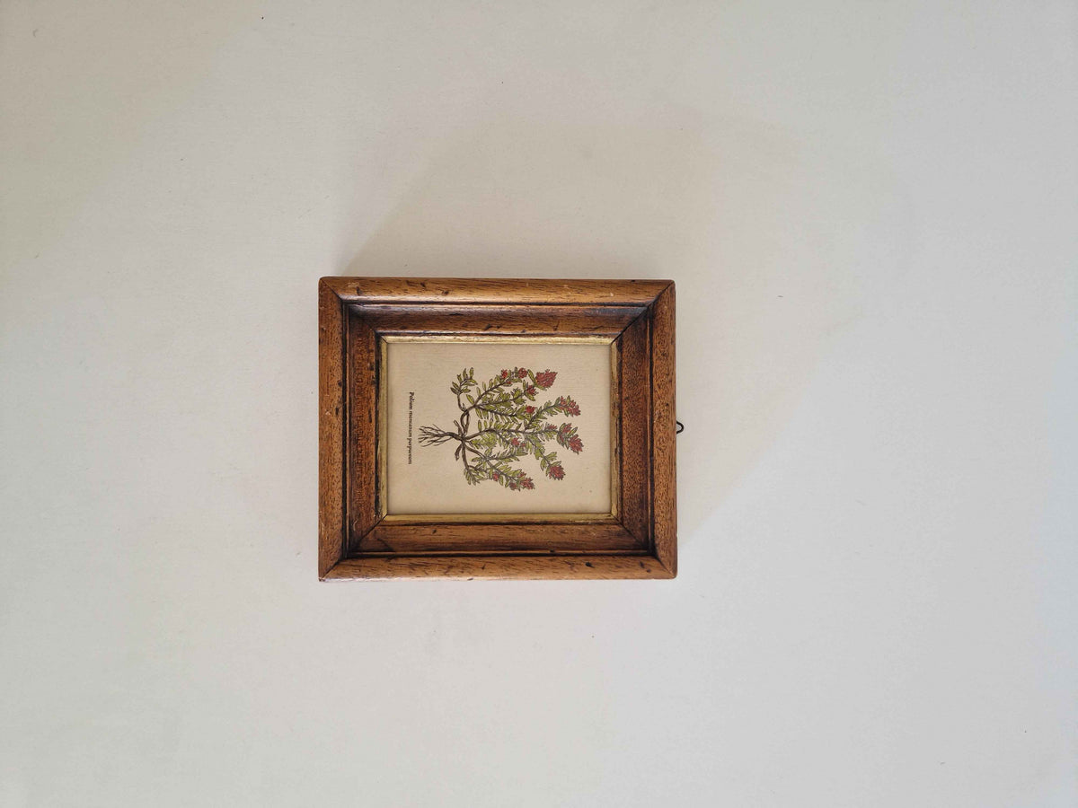 Antique Botanical Print Wall Art - Hand-Coloured Polium montanum Purpureum in Original Oak Frame