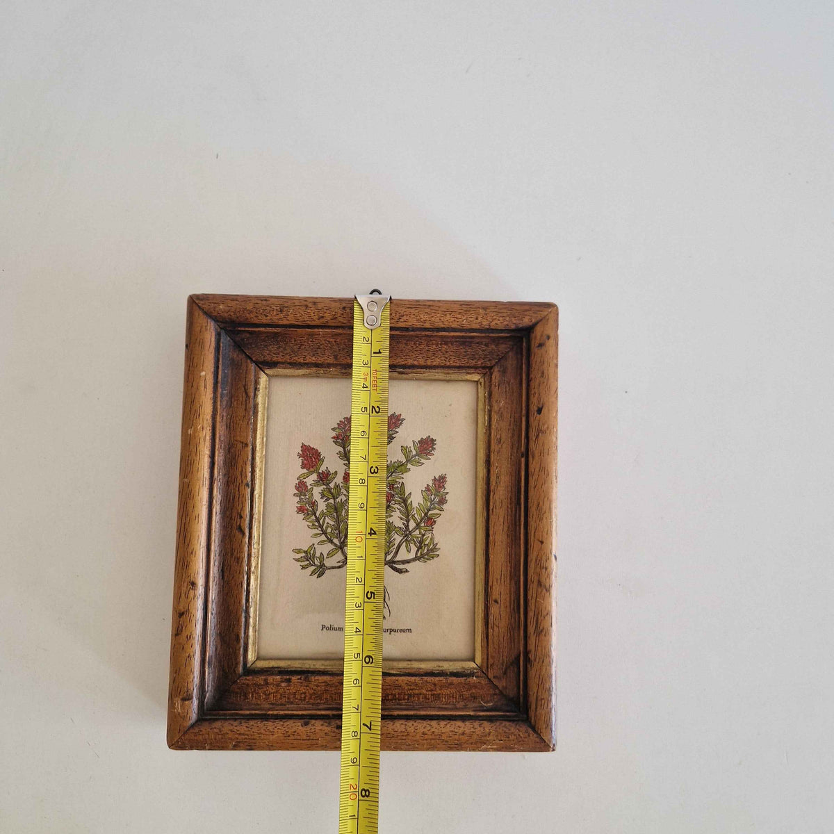 Antique Botanical Print Wall Art - Hand-Coloured Polium montanum Purpureum in Original Oak Frame