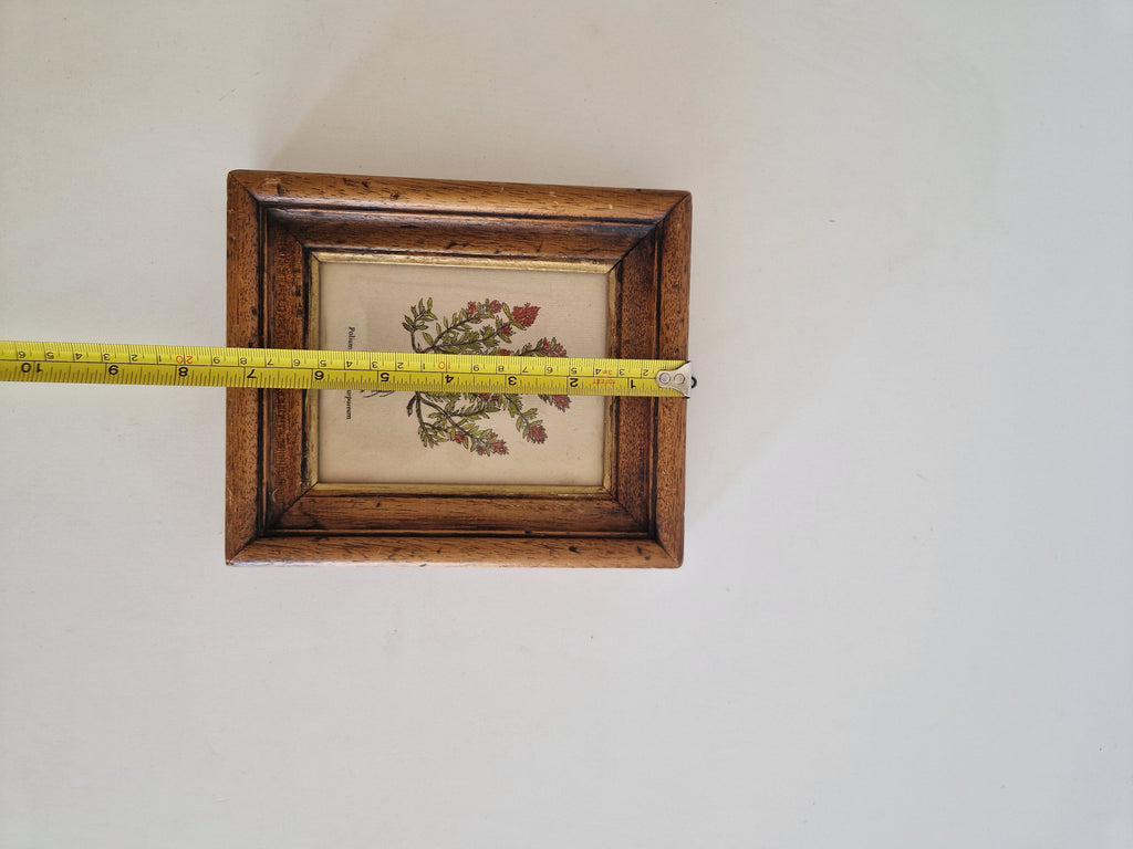 Antique botanical print – width measurement approx. 19 cm