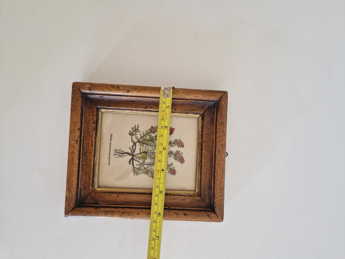 Antique botanical print – height measurement approx. 16 cm