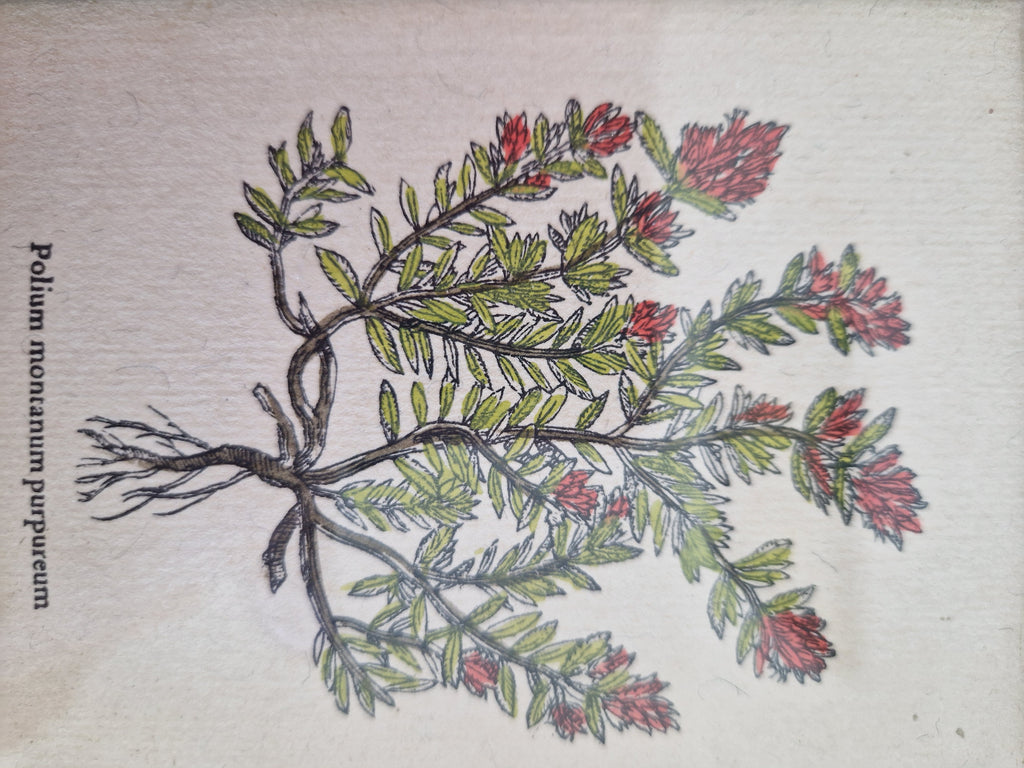 Vintage botanical illustration of Polium montanum purpureum with red flowers and green leaves.