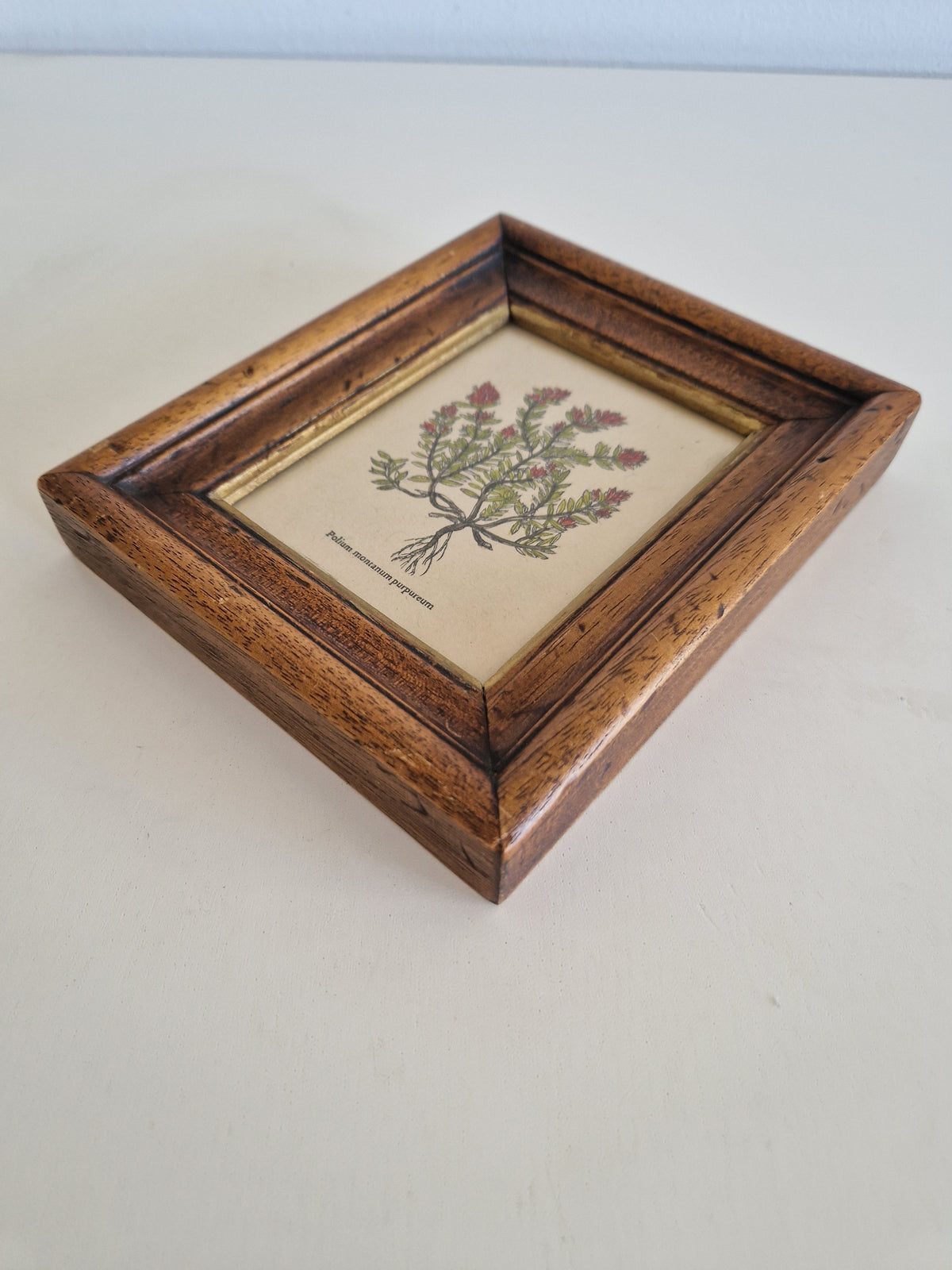 Vintage botanical illustration of Poleium mezianum purpureum in a wooden frame.